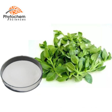 Improve Immunity Food Herbal 10%-98% Andrographolide Andrographis Paniculata Extract//